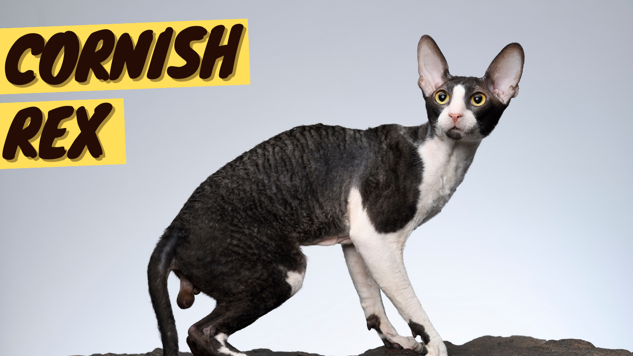 Shops cornish rex cost