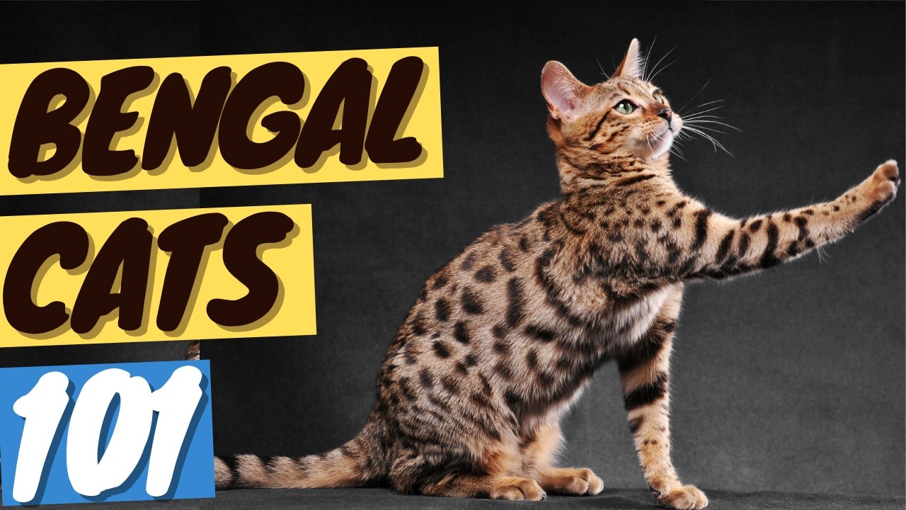 hypoallergenic cat breeds bengal