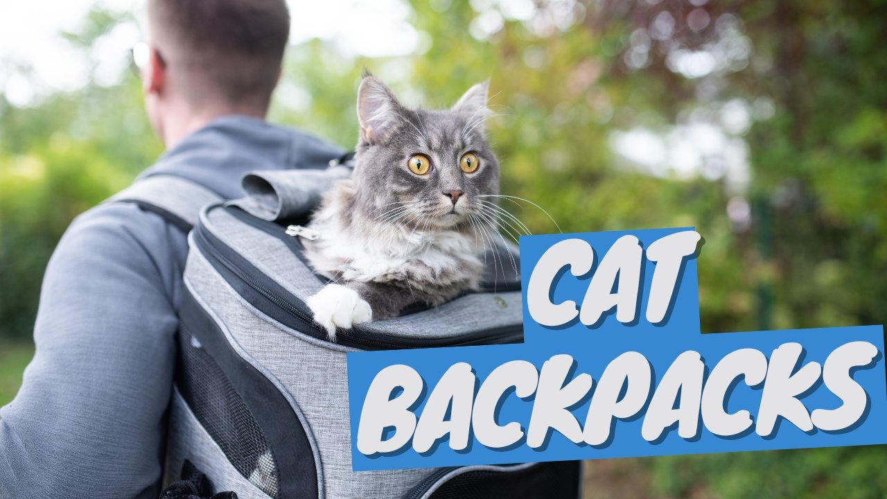 Cat Backpacks 101 - Choosing the Best Backpack for Adventure Cats