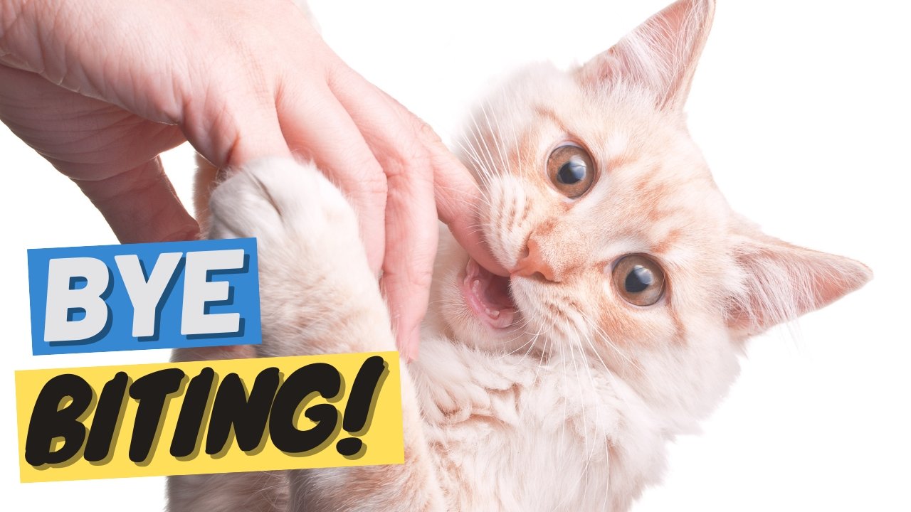 How to get your cat to stop biting and scratching you sale