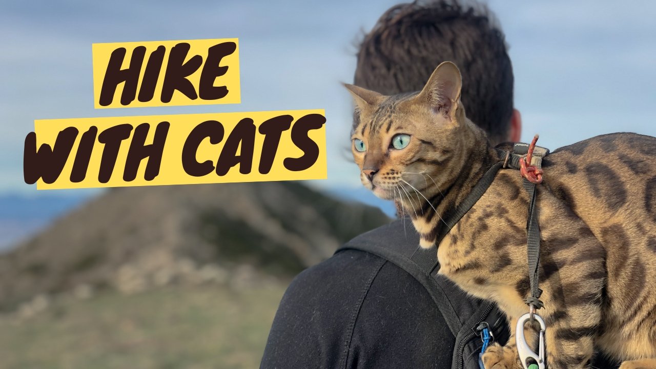 take-your-cat-hiking-expert-tips-for-safe-enjoyable-adventures