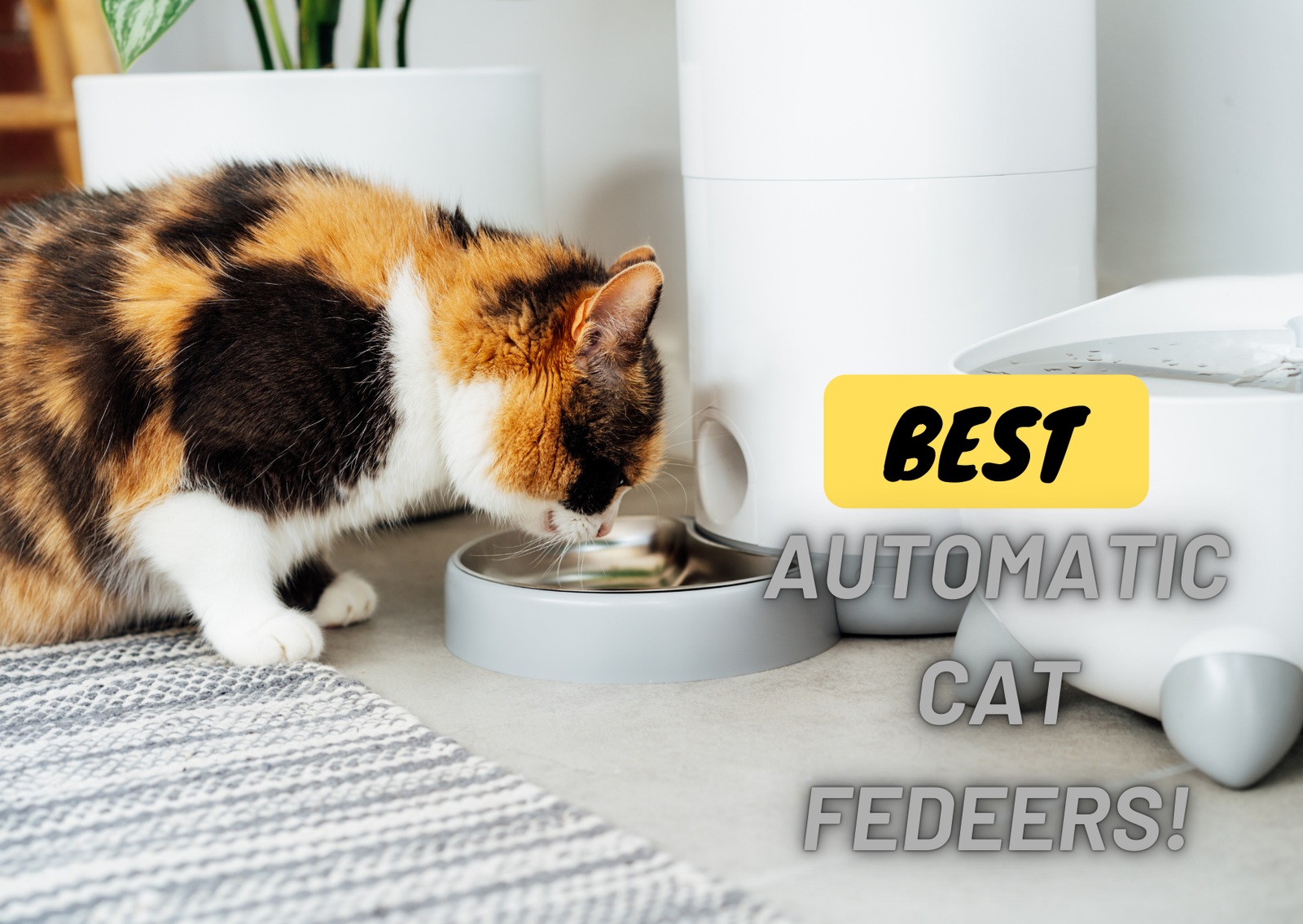 Best outdoor automatic cat feeder best sale