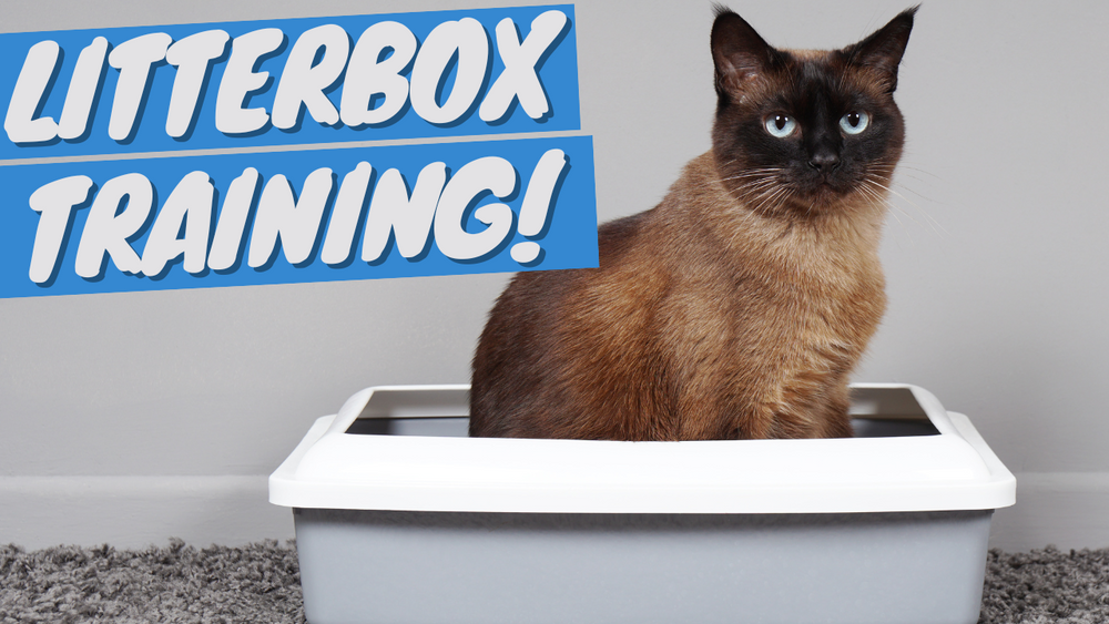 How to make your shop cat use litter box