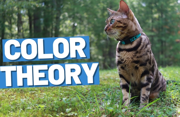 How to Choose the Best Collar Color for Your Cat