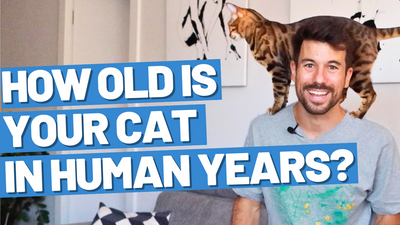 Understanding the Equivalence Between Cat Age and Human Age