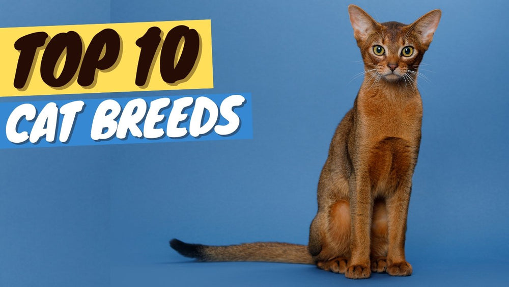cool looking cat breeds