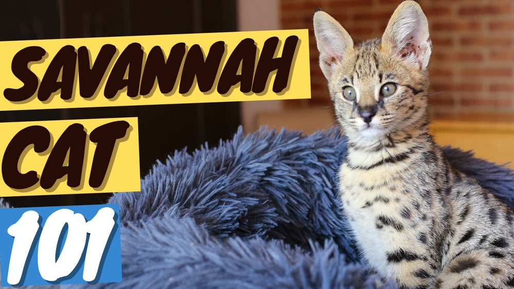 Savannah Cat for Sale, Savannah Kittens Available
