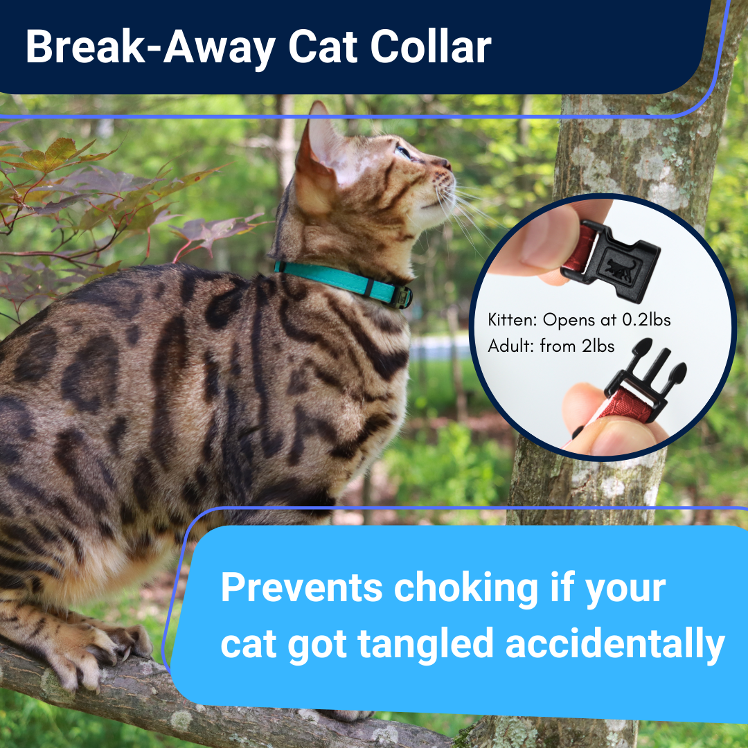 Antibacterial Breakaway Cat Collar