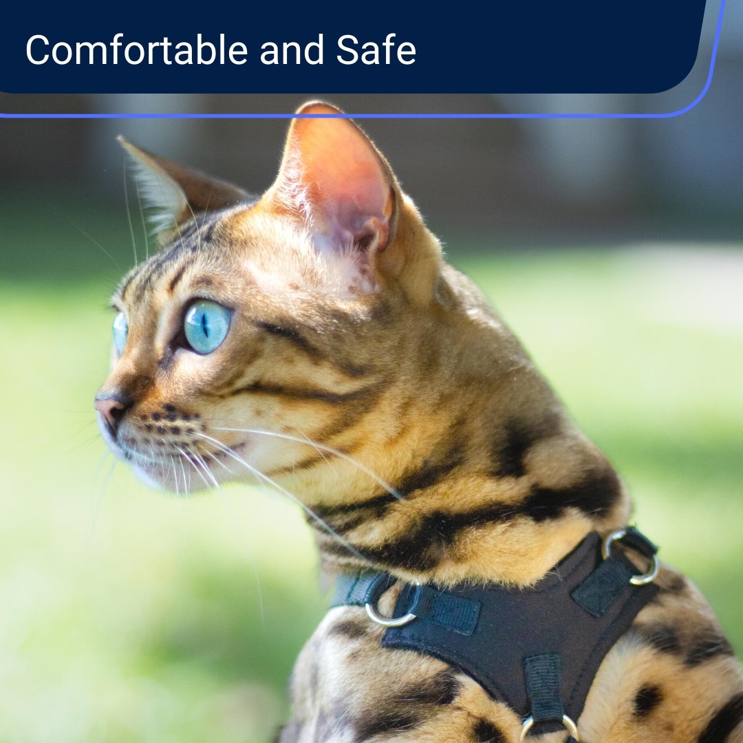 Harness for overweight cat hotsell