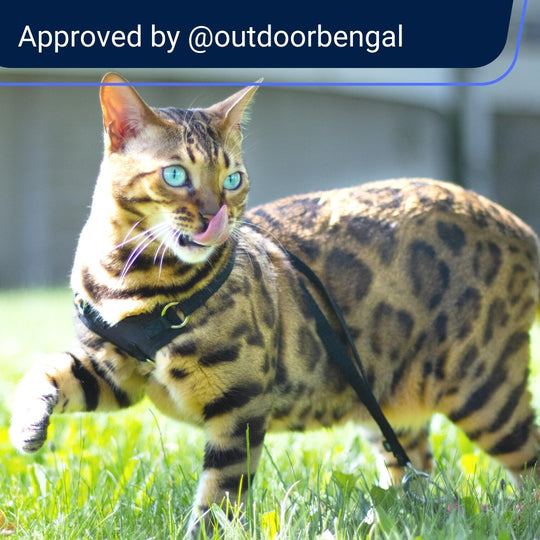 Houdini Escape Resistant Cat Harness and Leash Set Stop Escapes OutdoorBengal